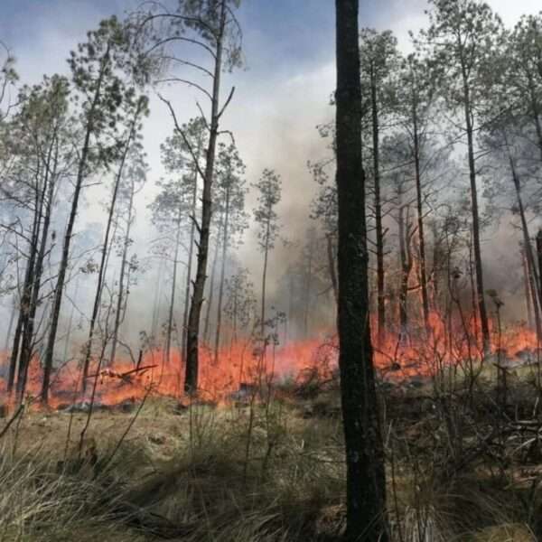 Bosques de México en llamas, reportan 73 incendios activos