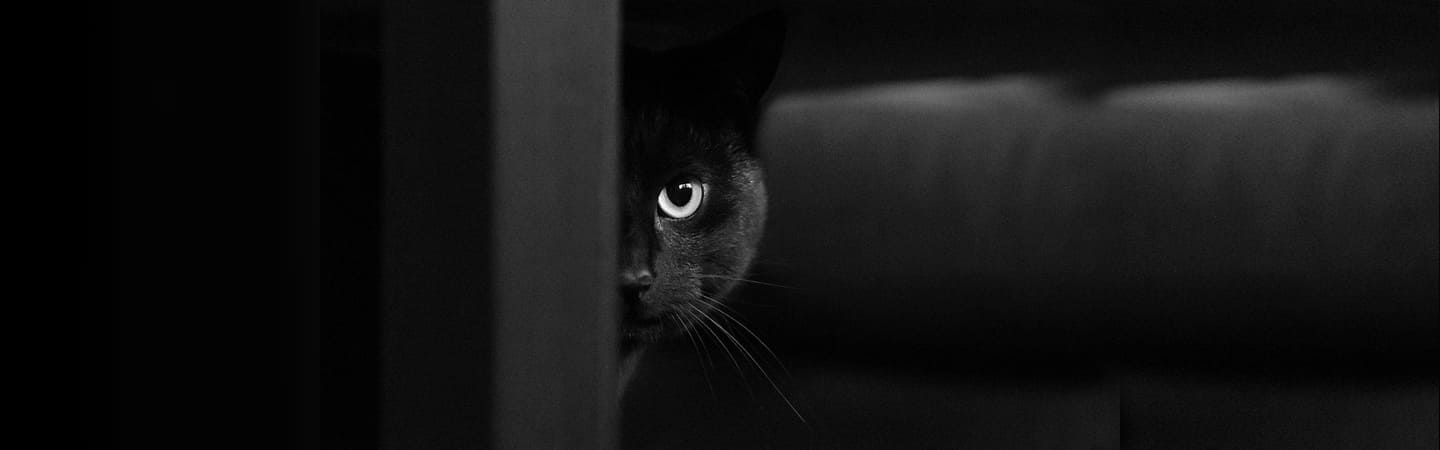 Hay Gato Encerrado.com